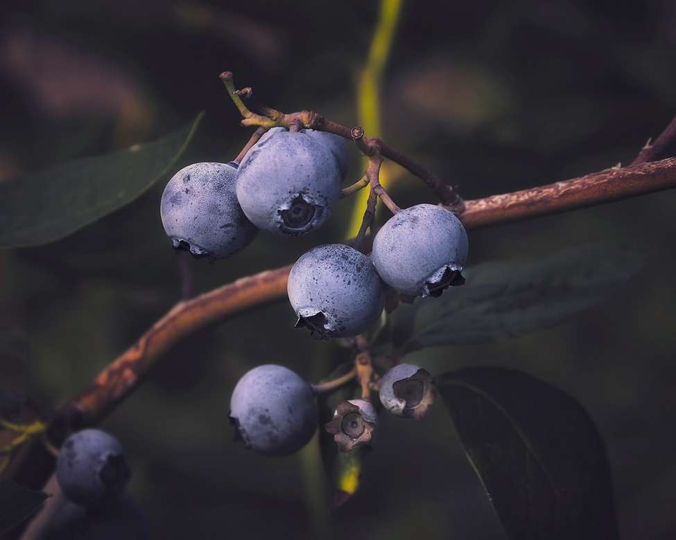 Foto de frutas redondas negras de cerca rompecabezas en línea