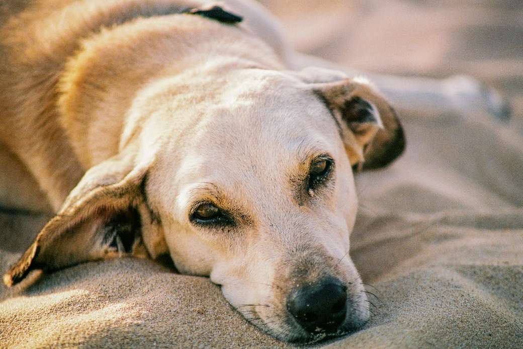 Straßenhund, der auf dem Sand liegt Puzzlespiel online