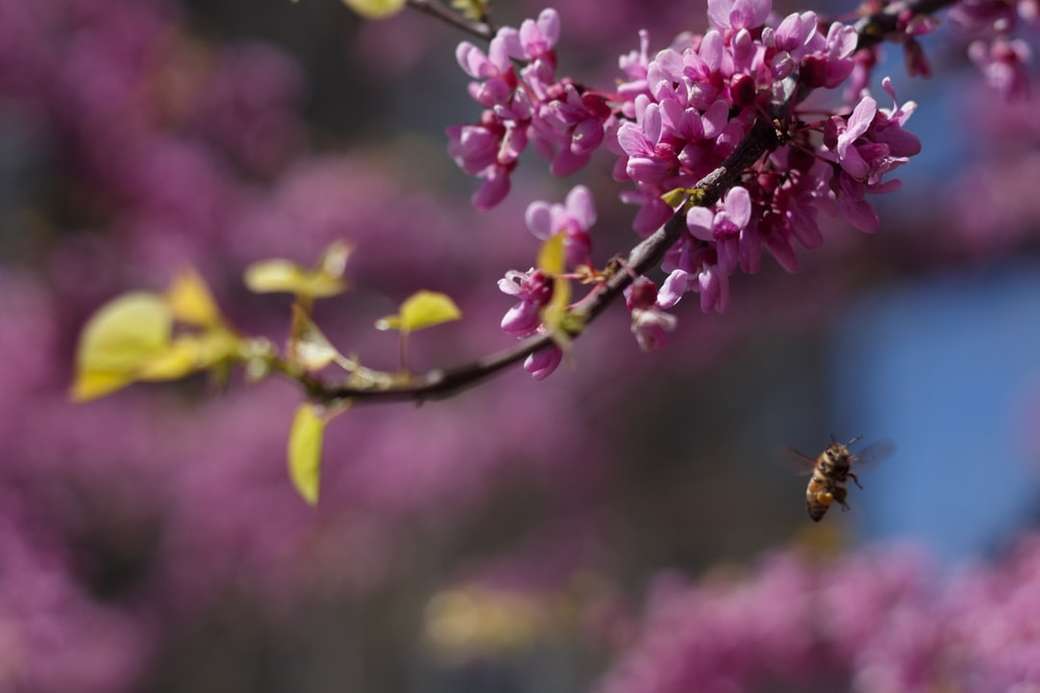 Άνθη και μέλισσες παζλ online