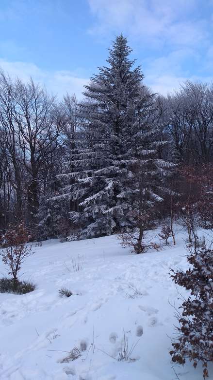 дерево зимой пазл онлайн