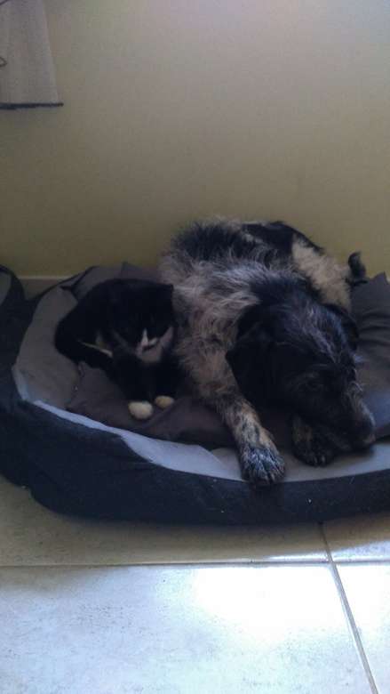 кучето и котката спят заедно. онлайн пъзел
