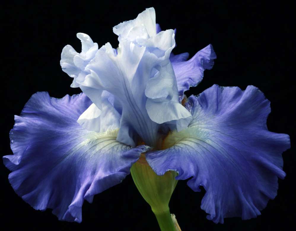 blauwe bloem legpuzzel online