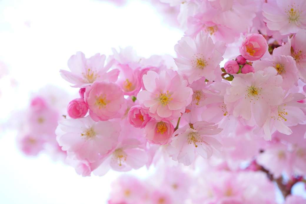 Flor de cerejeira puzzle online