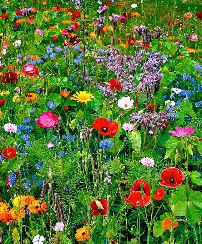 prado de flores puzzle online