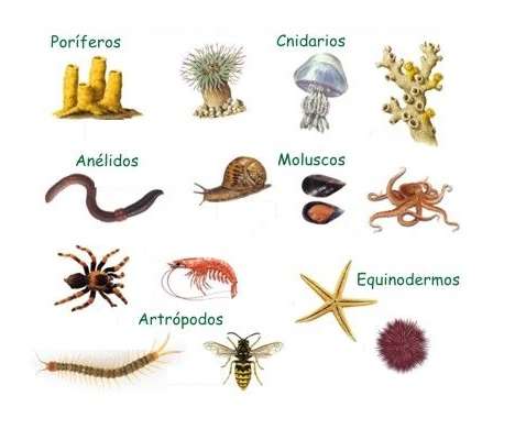 Invertebrados puzzle online