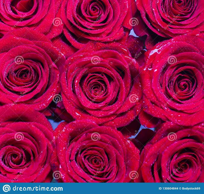 9 rosas fucsias online puzzle