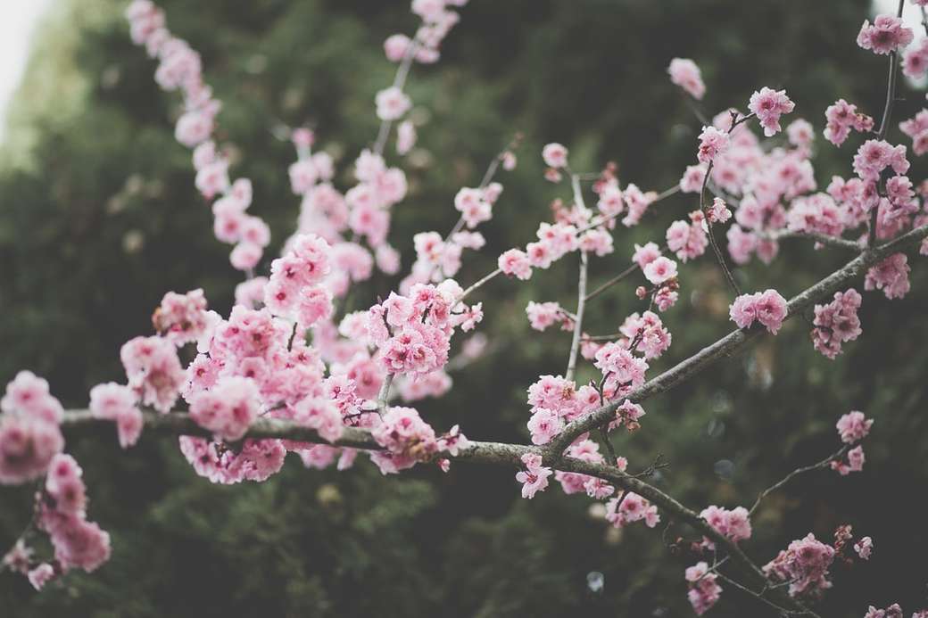 розовые цветущие деревья онлайн-пазл