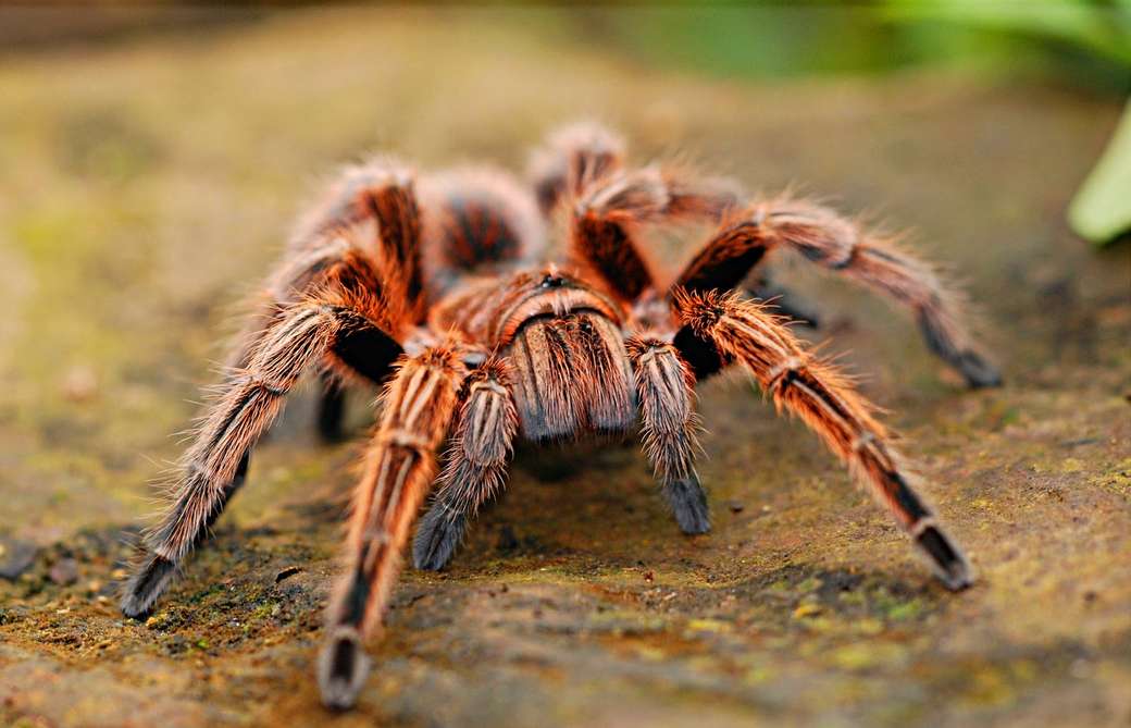 Βραζιλιάνικη αράχνη online παζλ