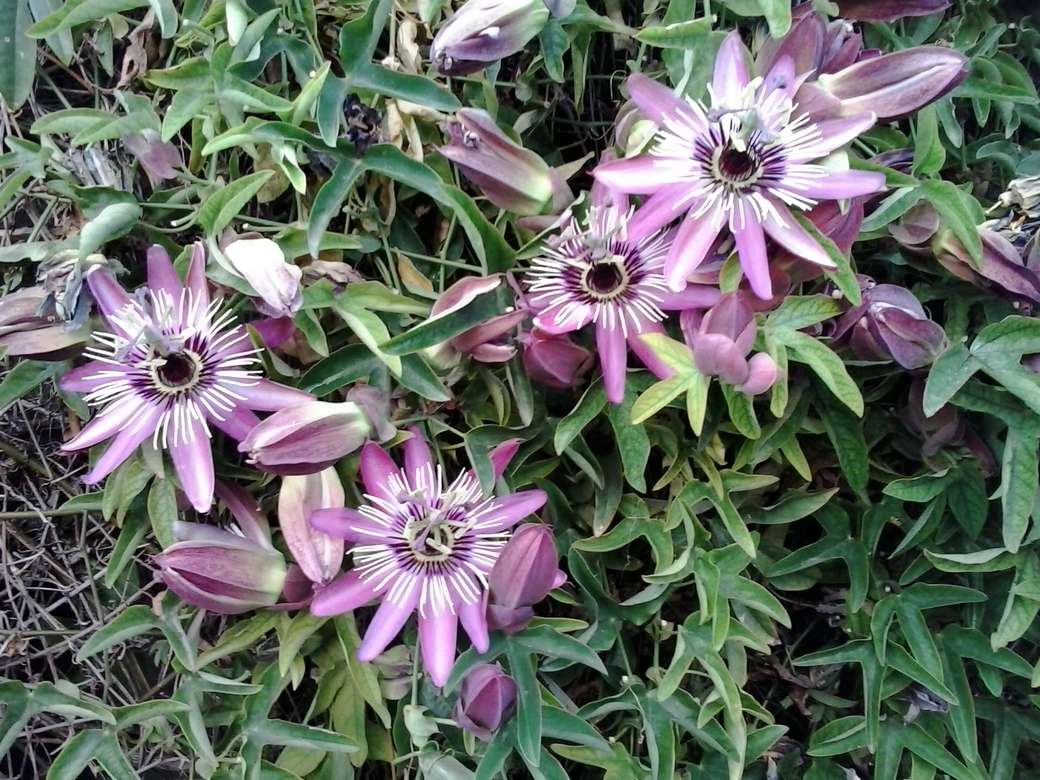 passionflower jigsaw puzzle online