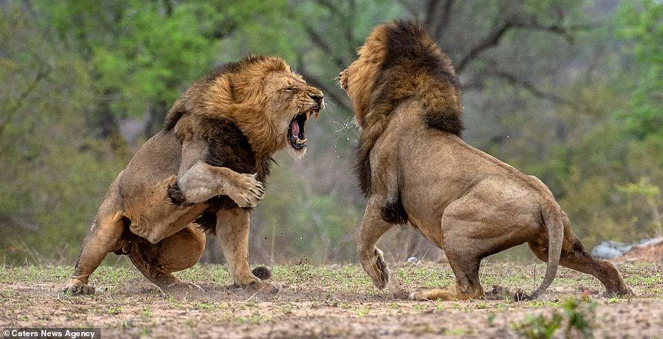 Löwen kämpfen um die Macht Online-Puzzle