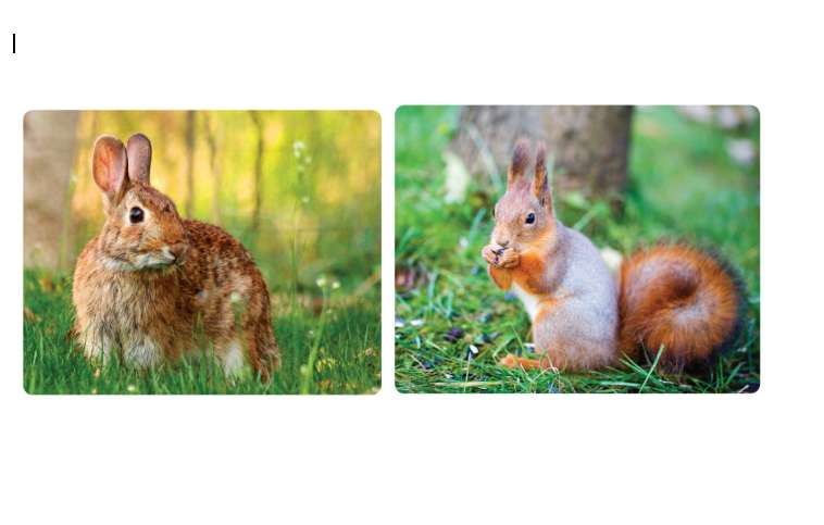 pets- animals jigsaw puzzle online