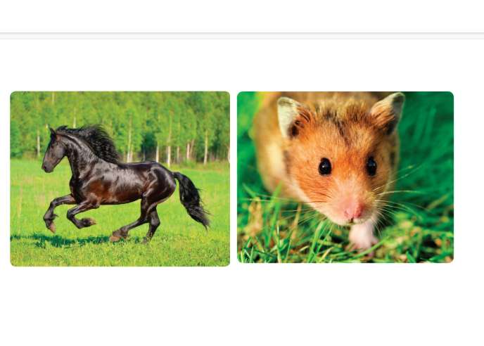 animali-animali domestici puzzle online