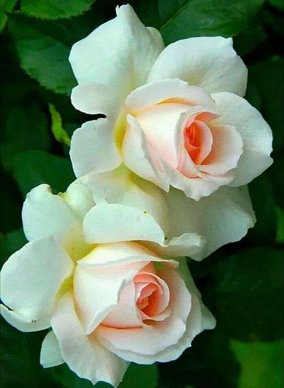 Όμορφα λευκά τριαντάφυλλα παζλ online