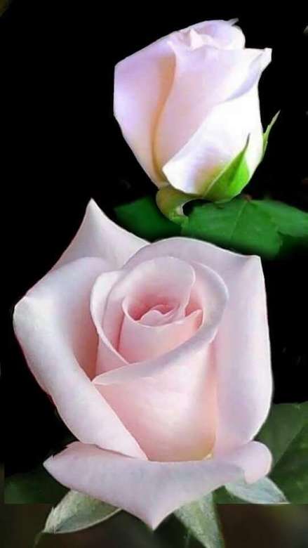 Αρωματικά ροζ τριαντάφυλλα online παζλ