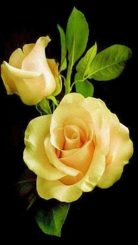 Nagyon szép sárga rózsa online puzzle