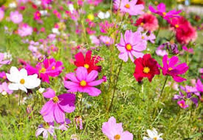 Blooming Cosmos. jigsaw puzzle online