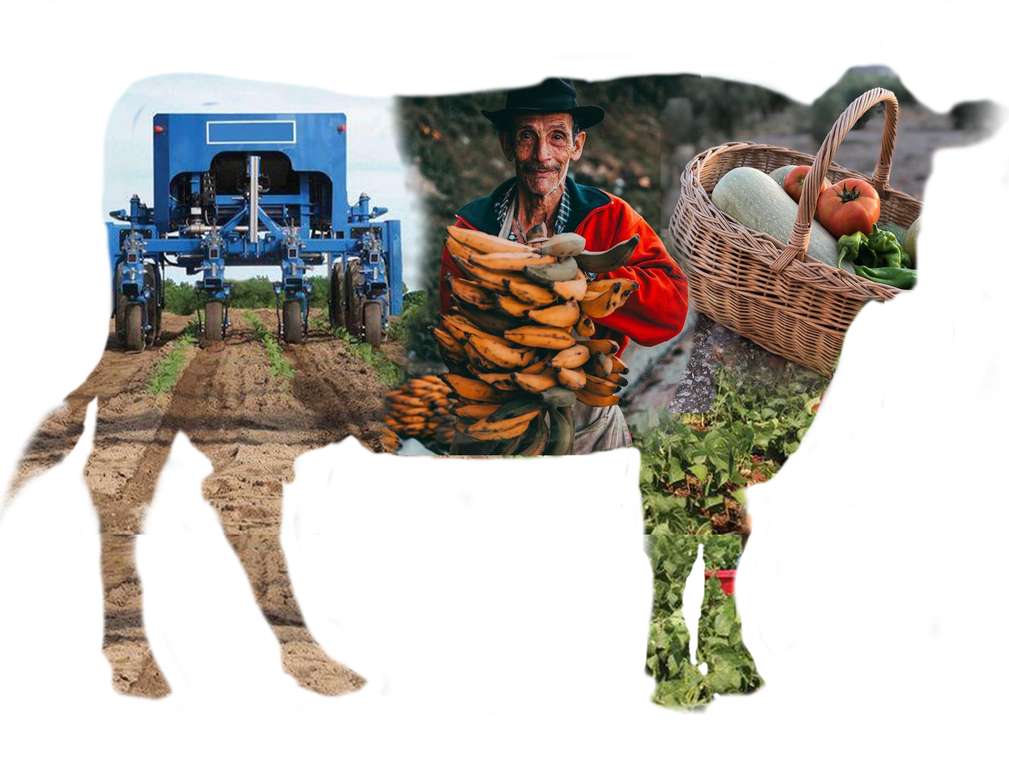 AGRICULTURAL PRODUCTION online puzzle