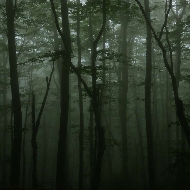 foresta nella nebbia puzzle en ligne