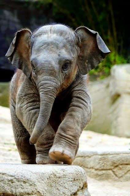 Baby elephant =) jigsaw puzzle online