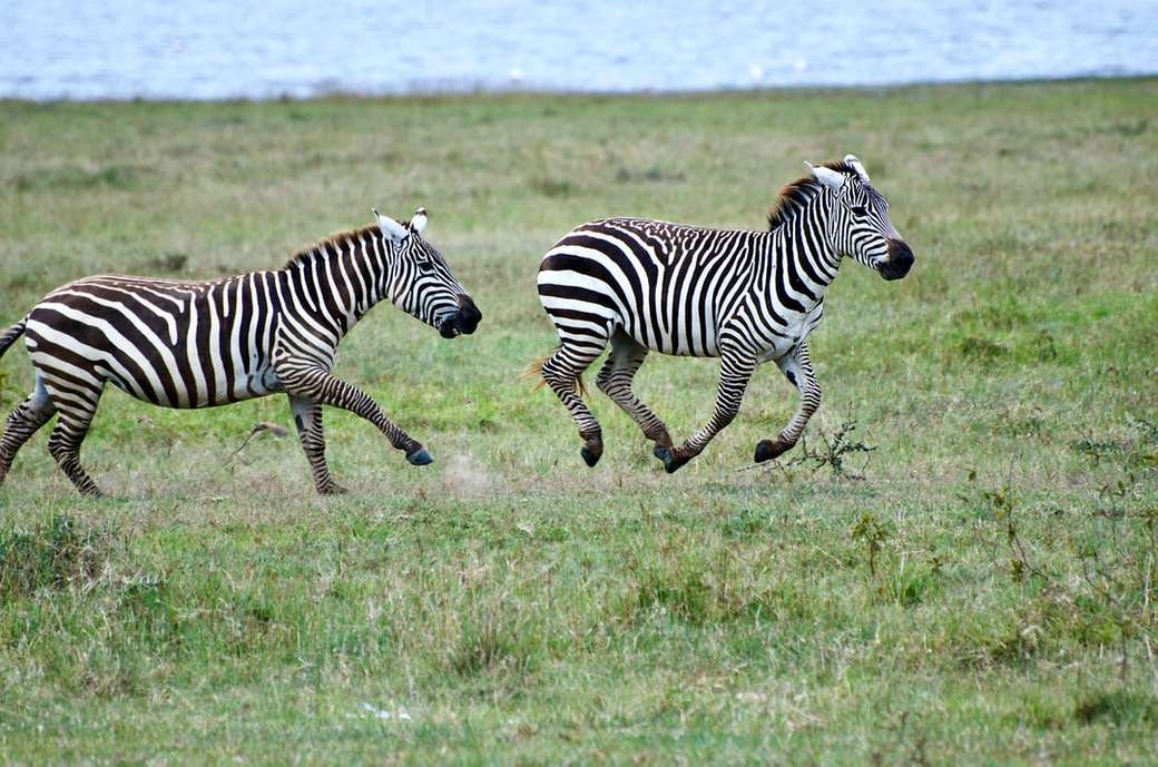 зебра на полето със зелена трева през деня онлайн пъзел