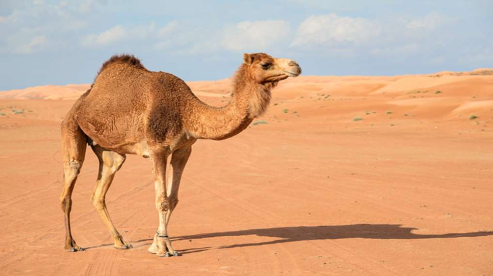CAMEL IN DESERT puzzle online