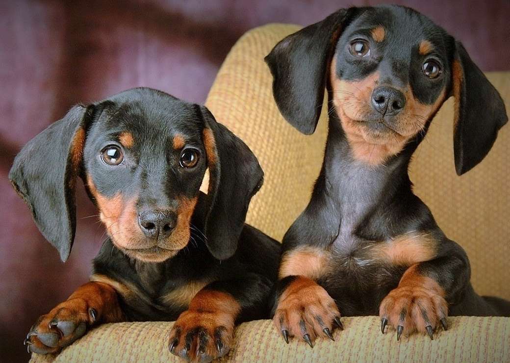 2 bonitos perros salchicha rompecabezas en línea