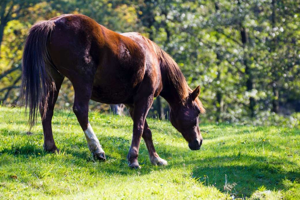Spring, horse in the pasture jigsaw puzzle online