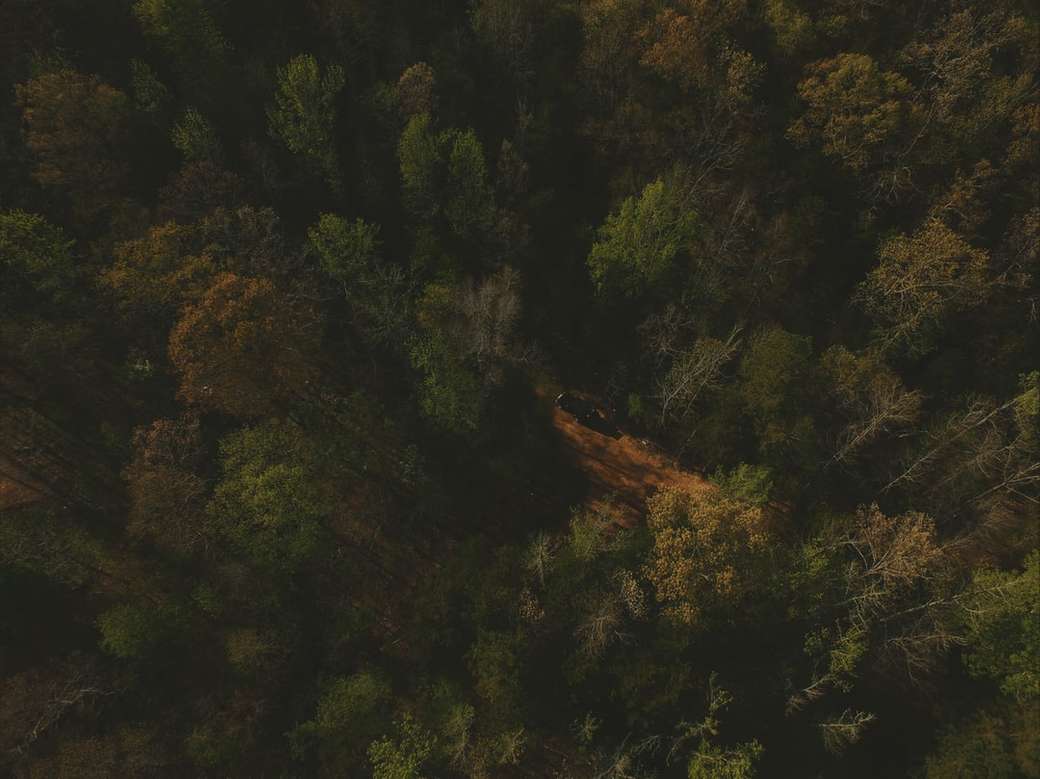 Letecký pohled na zelené vysoké stromy skládačky online