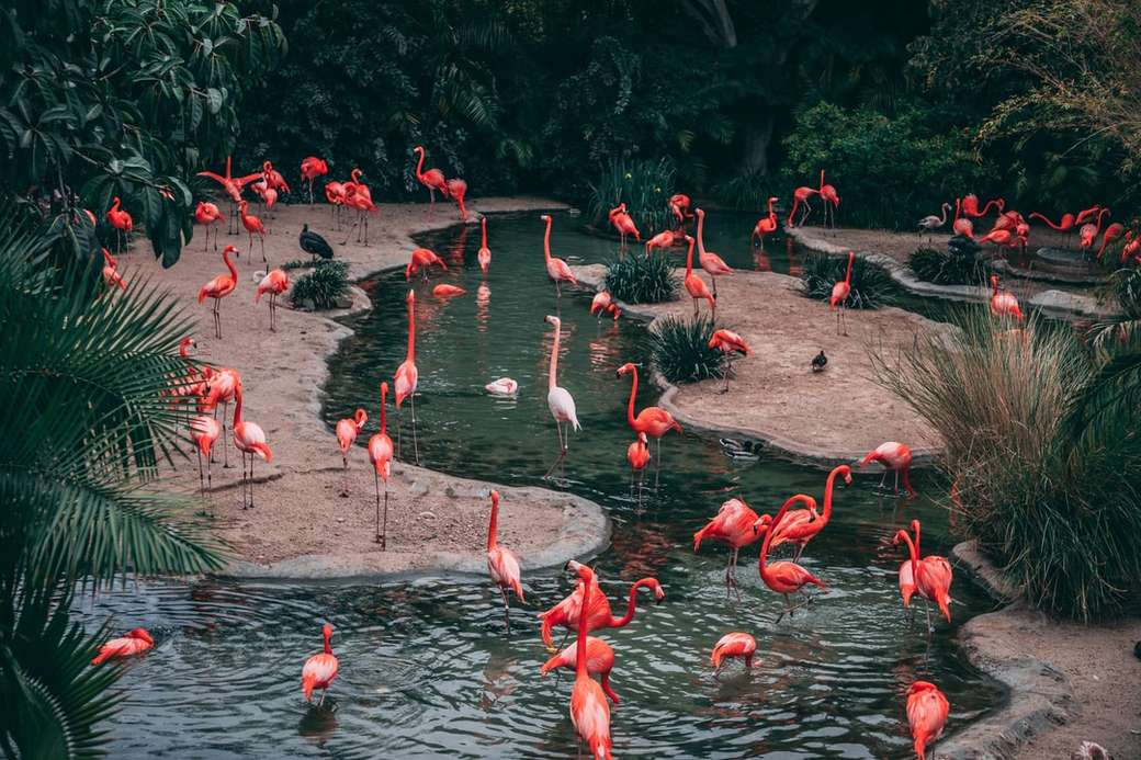 Amor flamingo puzzle online