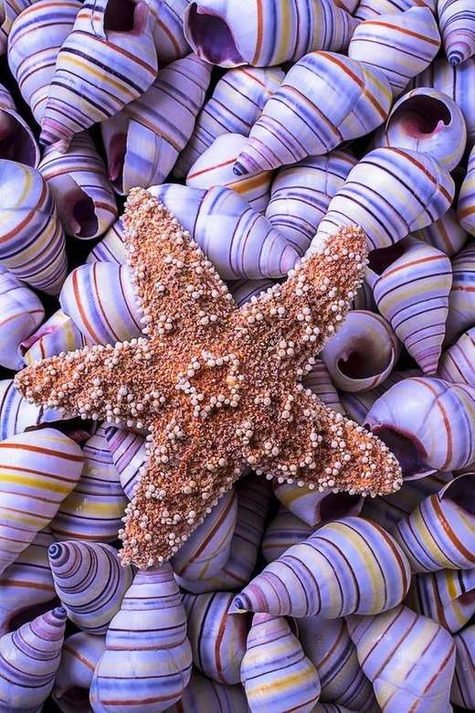 Estrela do Mar puzzle online
