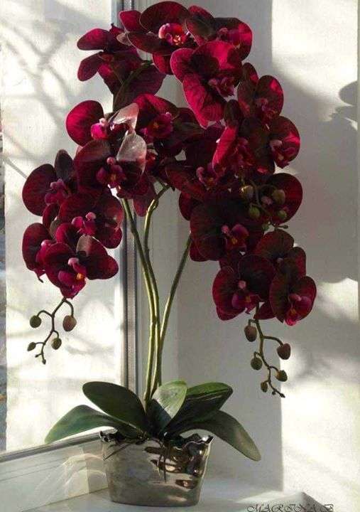 Bourgogne orkidé. pussel på nätet
