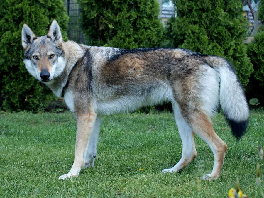 Τσεχοσλοβακικός λύκος online παζλ