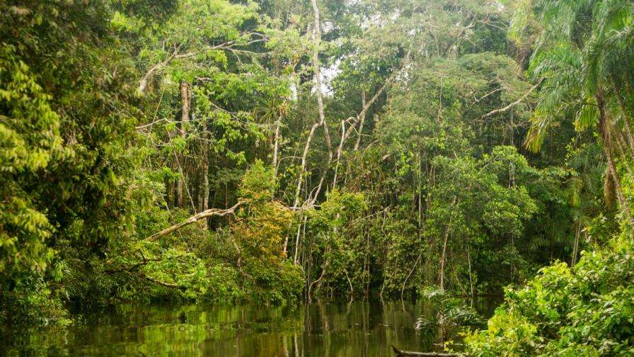 Amazonas - Bäume Online-Puzzle