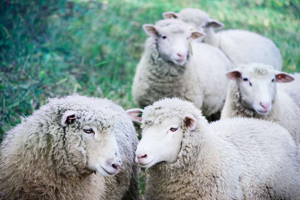 cinque pecore bianche su terra verde puzzle online