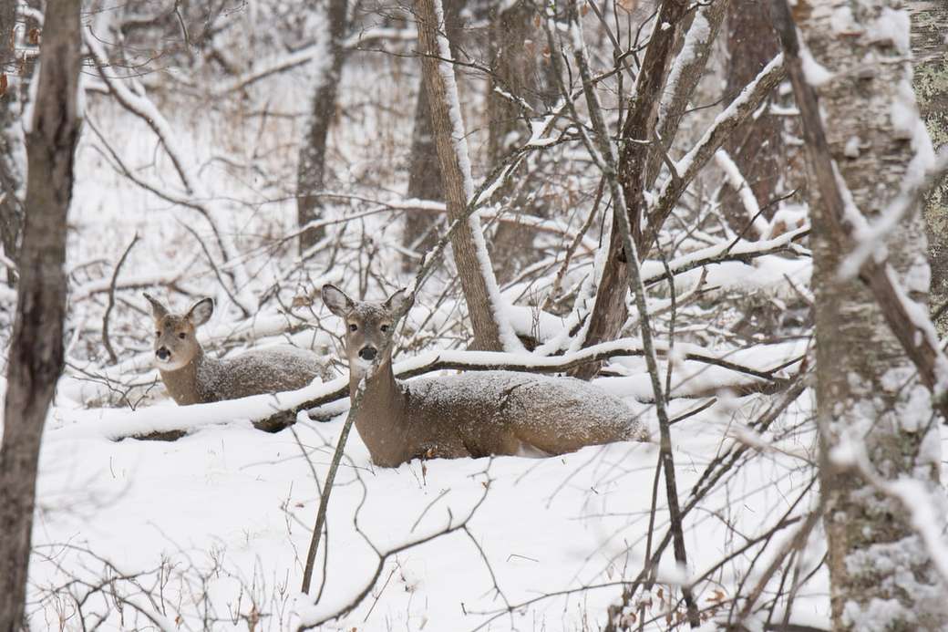 Whitetail hjortar på vintern Pussel online