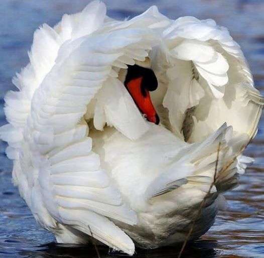 Swan .. онлайн пъзел