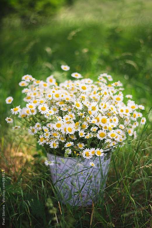 Daisies ... jigsaw puzzle online