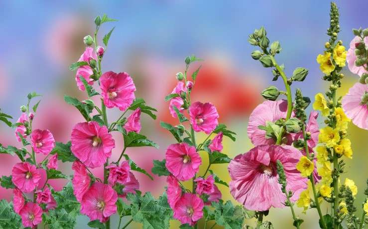Mallow Flowers online puzzle