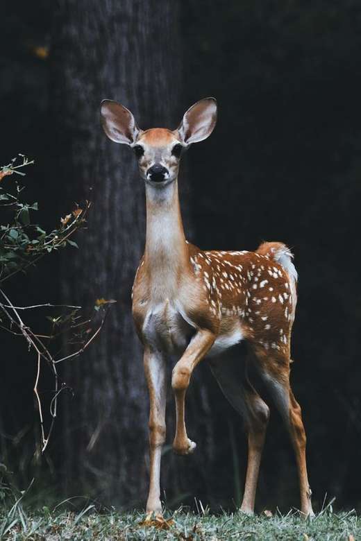 Bambi ... Online-Puzzle
