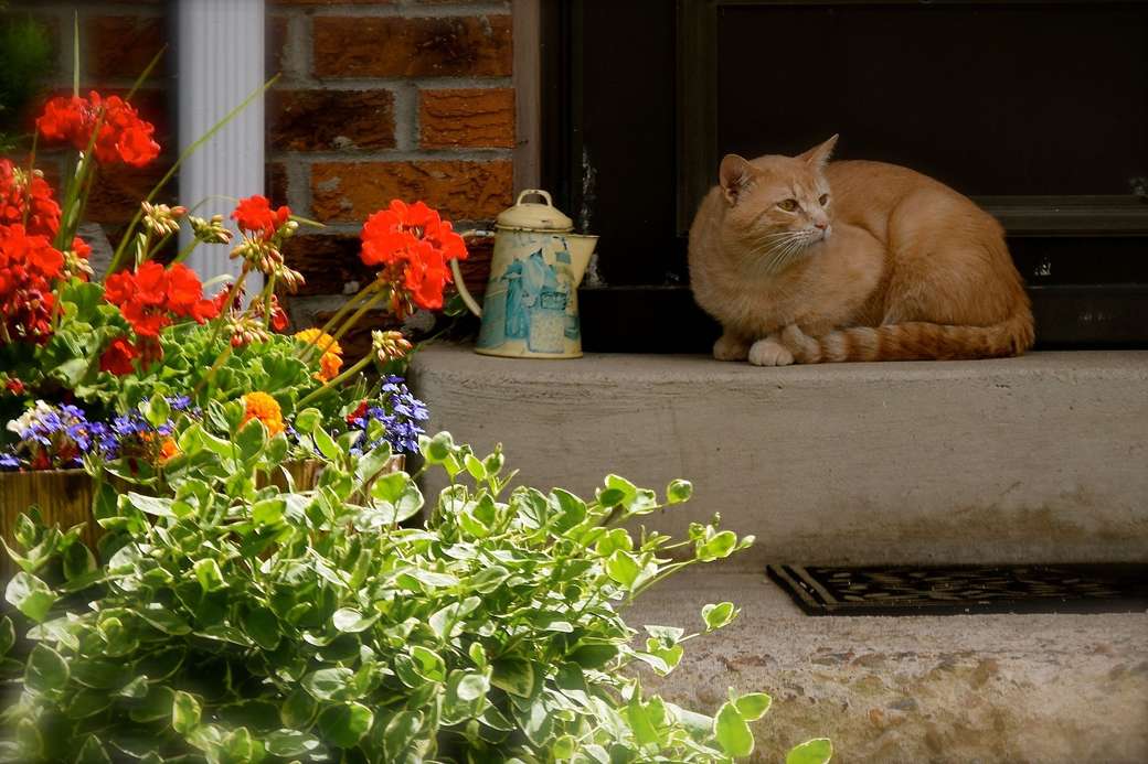 Un gato vigilando la casa rompecabezas en línea