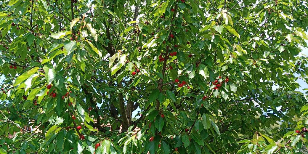 Körsbärsträd på Muraszemenye foten Pussel online
