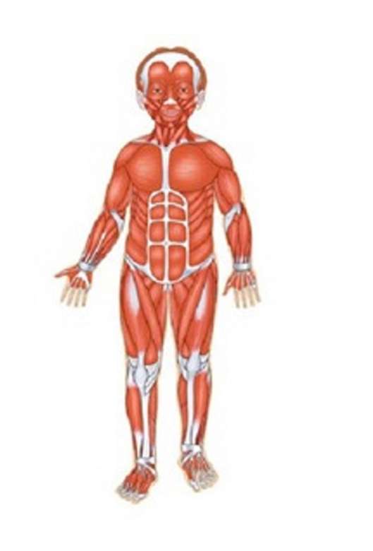 С мускулната система мога да движа тялото си онлайн пъзел