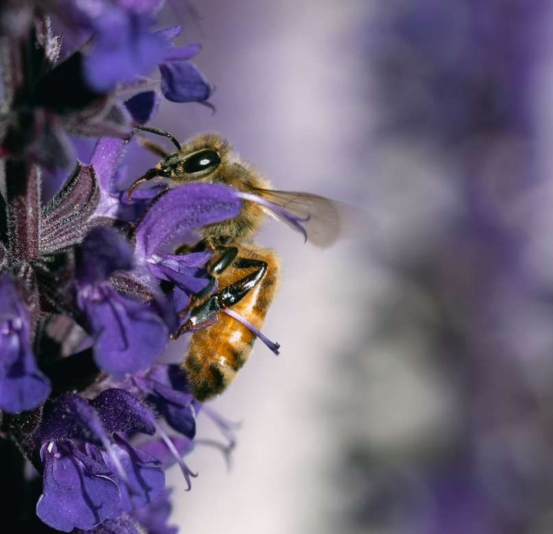 flor morada con abeja en lente tilt shift rompecabezas en línea