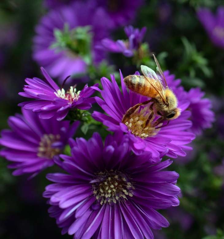 ape su alcuni fiori puzzle online