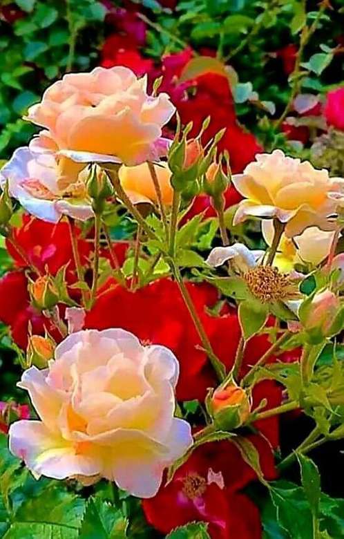 Πολύχρωμα τριαντάφυλλα. παζλ online