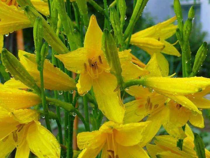 жовті квіти пазл онлайн