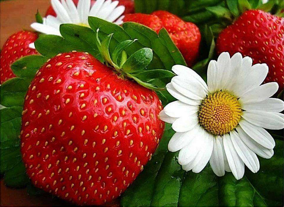 Erdbeeren und Gänseblümchen Puzzlespiel online