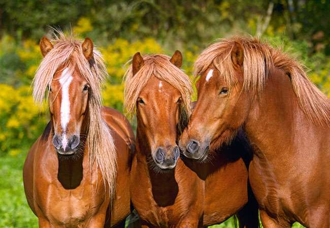Três cavalos quebra-cabeças online