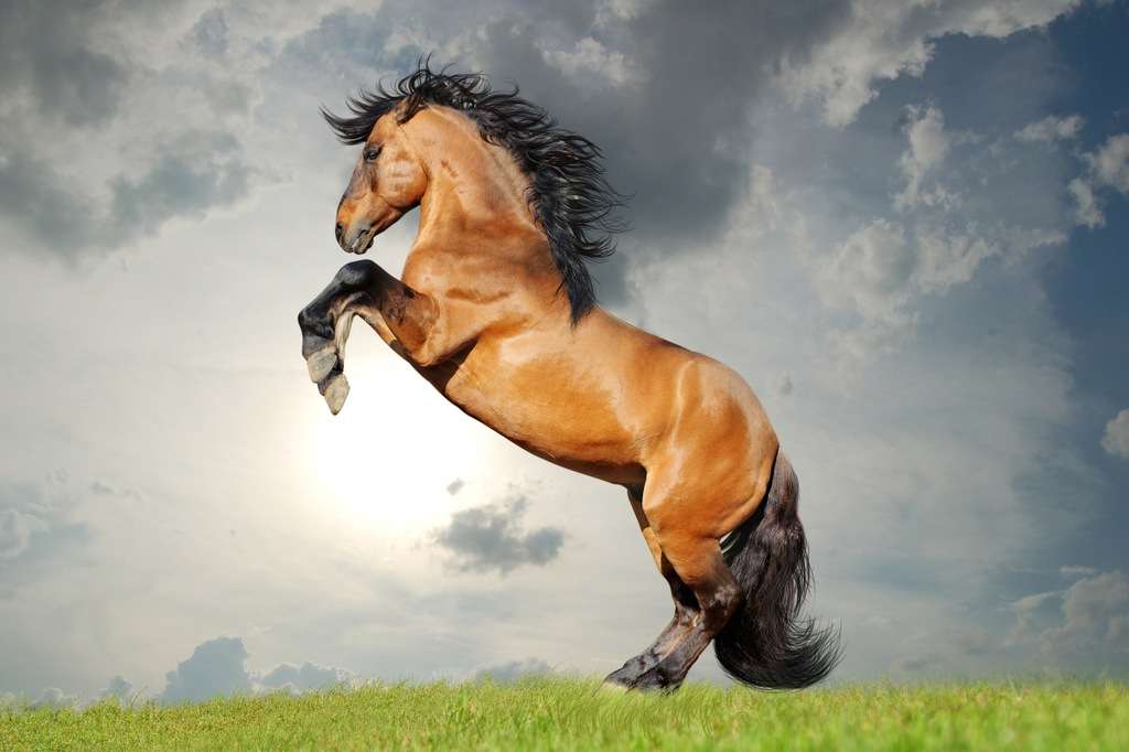 Mustang: Duch svobody skládačky online