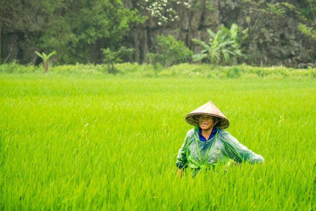 rýže je štěstí skládačky online